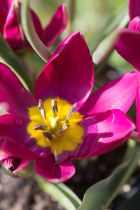 Tulipa humilis Persian Pearl