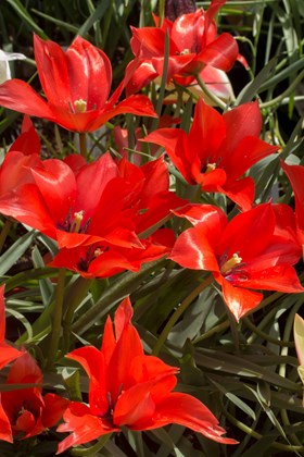 Tulipa linifolia