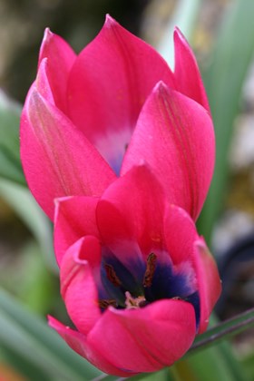 Tulipa Little Beauty