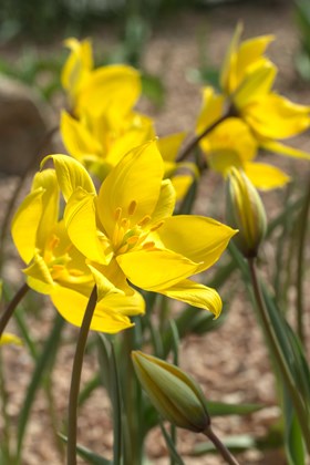 Tulipa sylvestris