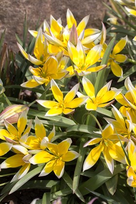 Tulipa tarda