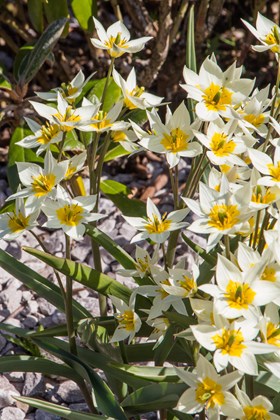 Tulipa turkestanica