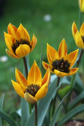 Tulipa whittallii