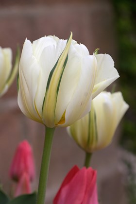 Tulipa Exotic Emperor