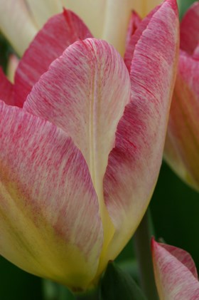 Tulipa Flaming Purissima