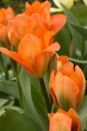 Tulipa Orange Emperor 
