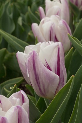 Tulipa Flaming Flag