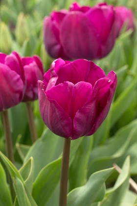 Tulipa Negrita