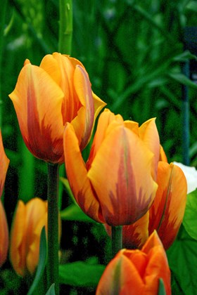 Tulipa Prinses Irene