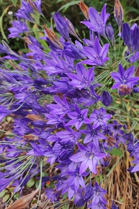 Triteleia laxa Corrina