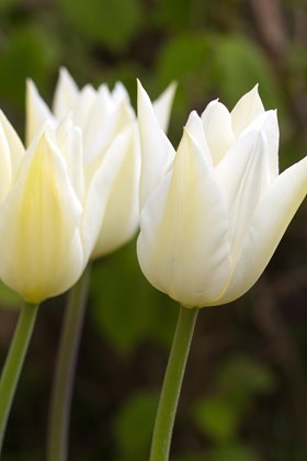 Tulipa White Triumphator