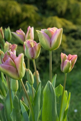 Tulipa Groenland