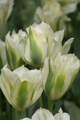 Tulipa Spring Green