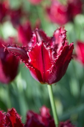 Tulipa Pacific Pearl