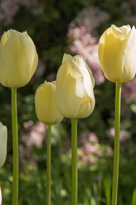 Tulipa City of Vancouver