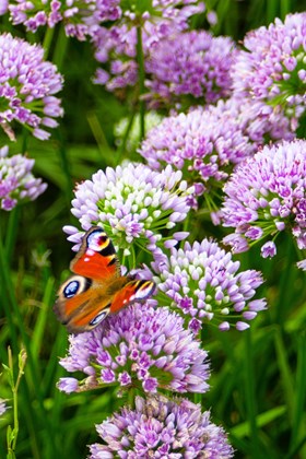 Allium angulosum
