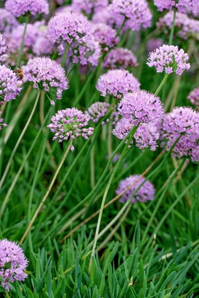 Allium senescens ssp glaucum
