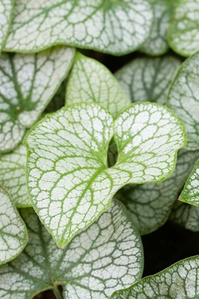 Brunnera macrophylla Alexander's Great 2ltr