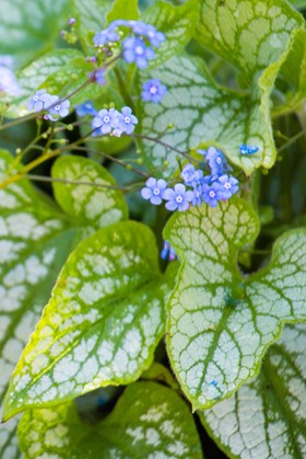 Brunnera macrophylla Jack Frost 2ltr