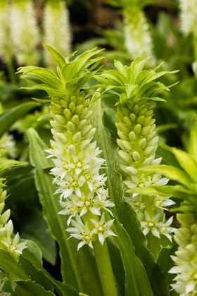 Eucomis zambesiaca