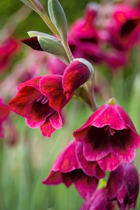 Gladiolus Ruby
