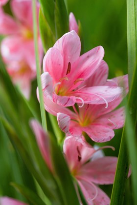 Hesperantha coccinea Mollie Gould