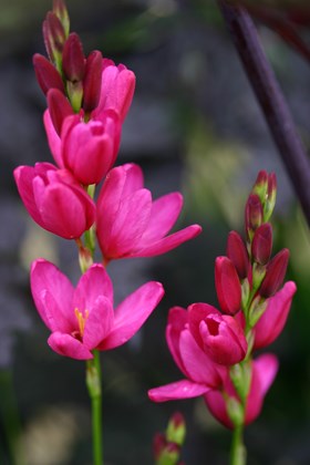 Ixia Mabel