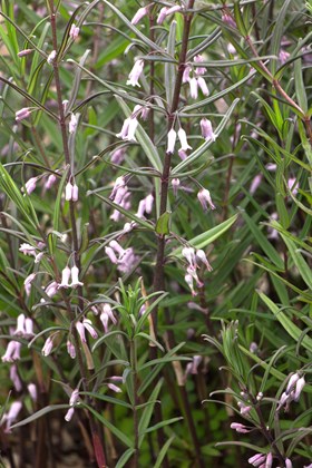 Polygonatum verticillatum roseum