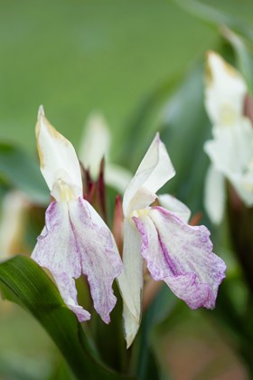 Roscoea x beesiana