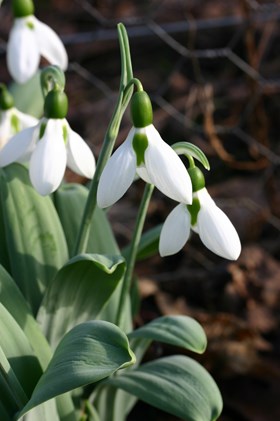 Galanthus elwesii