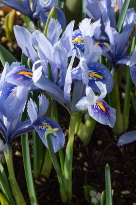 Iris reticulata Alida