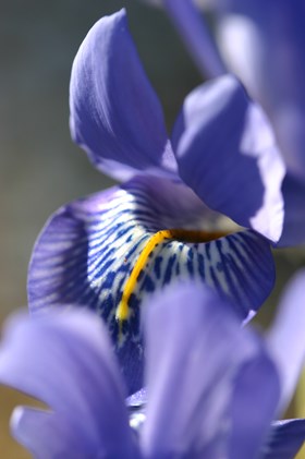 Iris reticulata  Harmony
