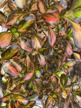 Coprosma Evening Glow