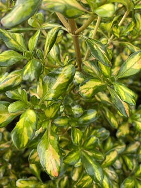 Coprosma Lemon and Lime