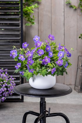 Geranium Bloom Me Away 2ltr