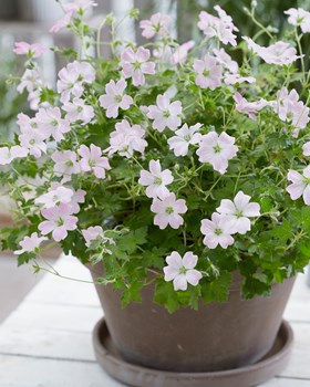 Geranium Dreamland 2ltr