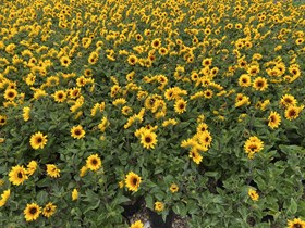Helianthus Sunbeleivable 