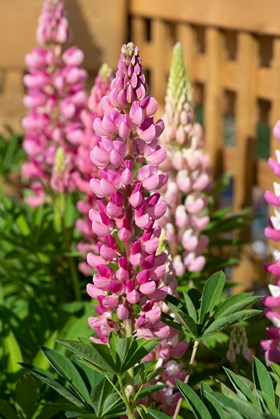 Lupin Legendary Collection