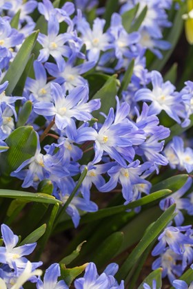 Chiondoxa forbesii 