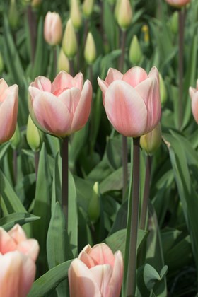 Tulipa Apricot Delight