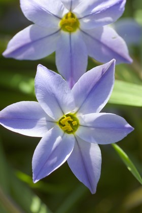 Ipheion Wisley Blue