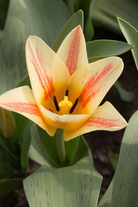 Tulipa Quebec