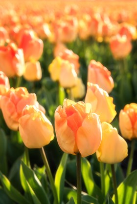 Tulipa Daydream