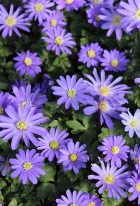 Anemone blanda blue