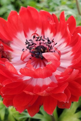 Anemone coronaria Governor