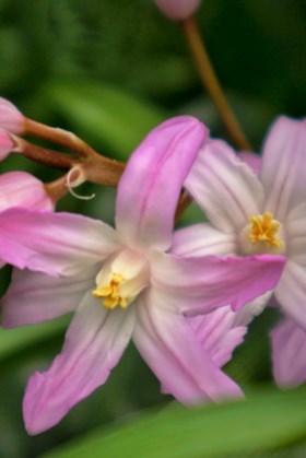 Chiondoxa forbesii Rosea