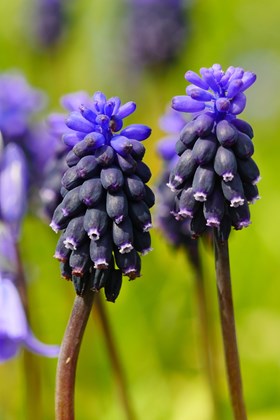 Muscari neglectum