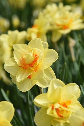 Narcissus Tahiti