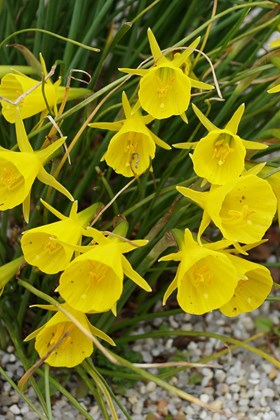 Narcissus bulbocodium Golden Bells