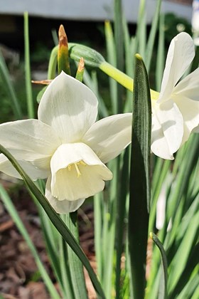 Narcissus Starlight Sensation